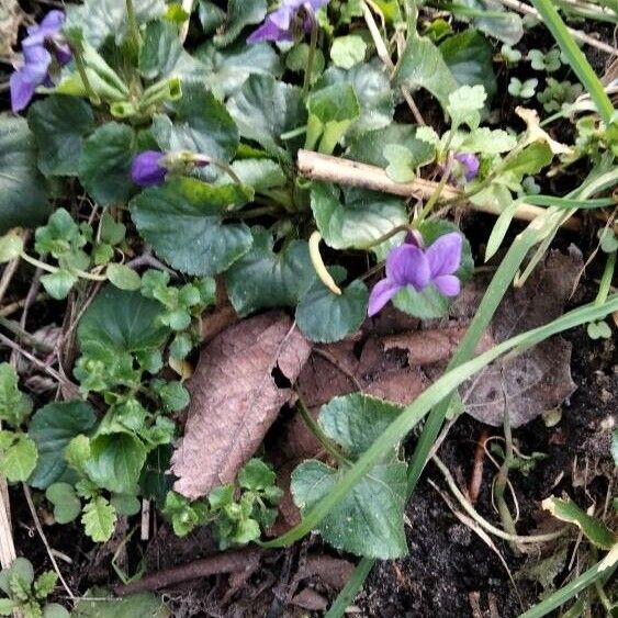 Viola odorata Leaf