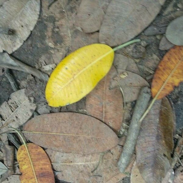Ficus insipida Leaf