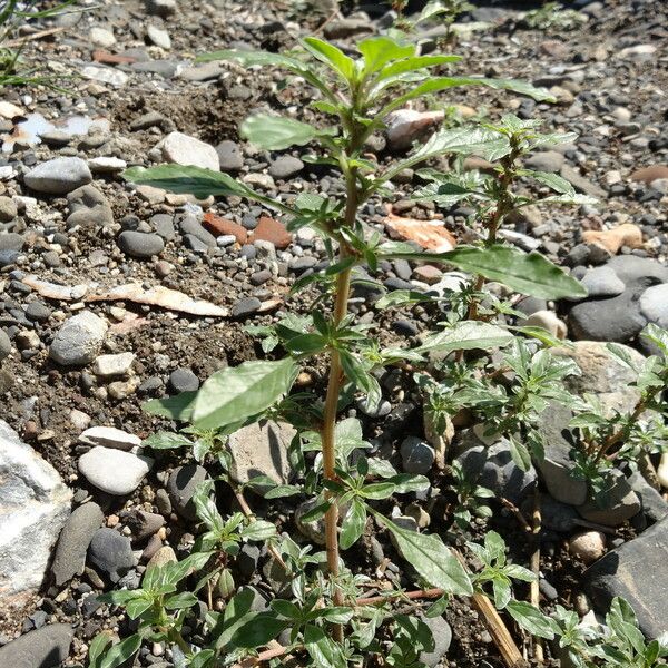 Amaranthus blitoides Лист