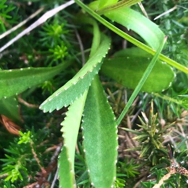 Leucanthemum maximum Leaf