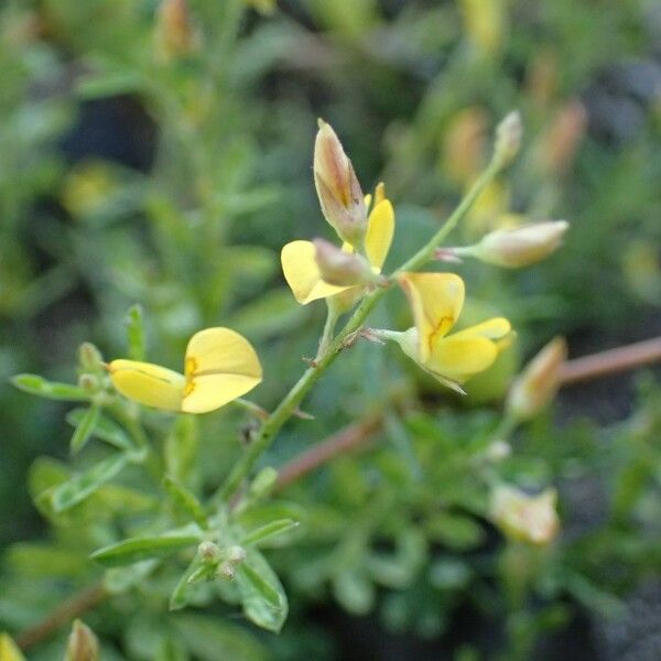 Crotalaria hyssopifolia Blomst