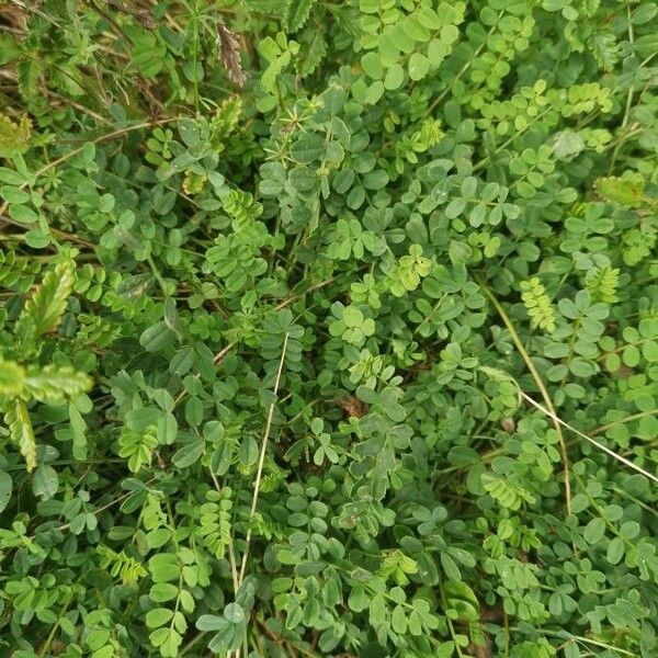 Coronilla viminalis Liść