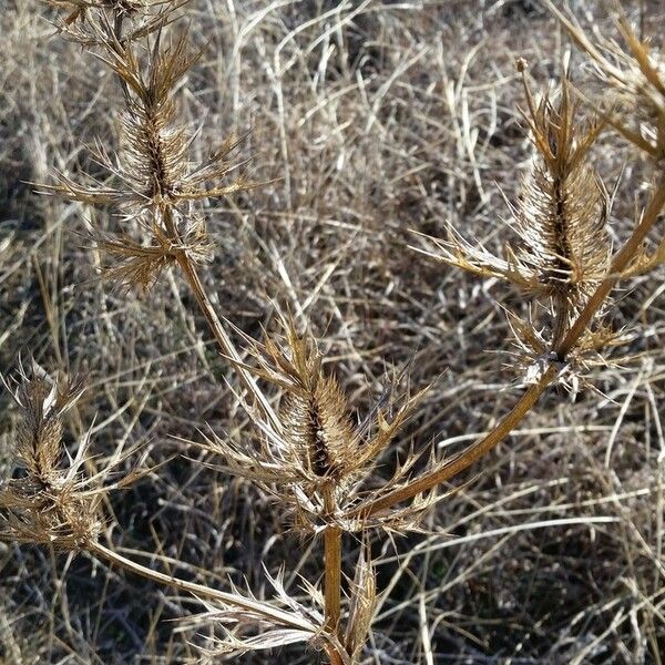 Eryngium leavenworthii 形态