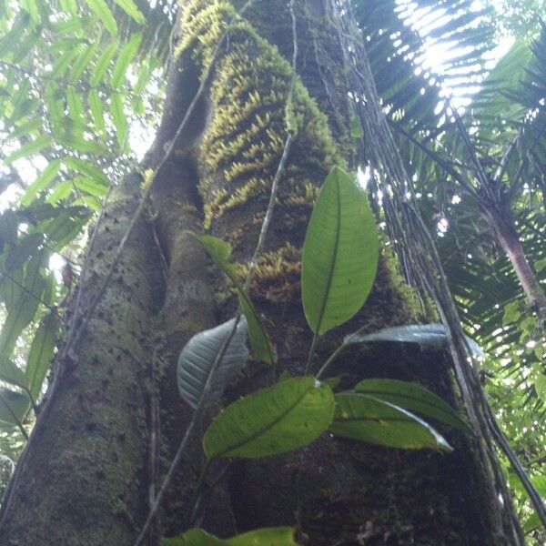 Lacmellea panamensis Plante entière