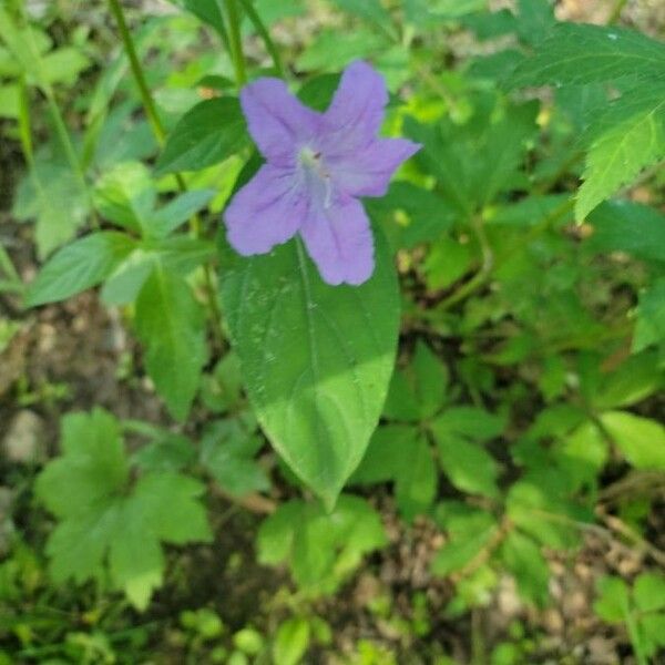 Ruellia strepens ᱵᱟᱦᱟ