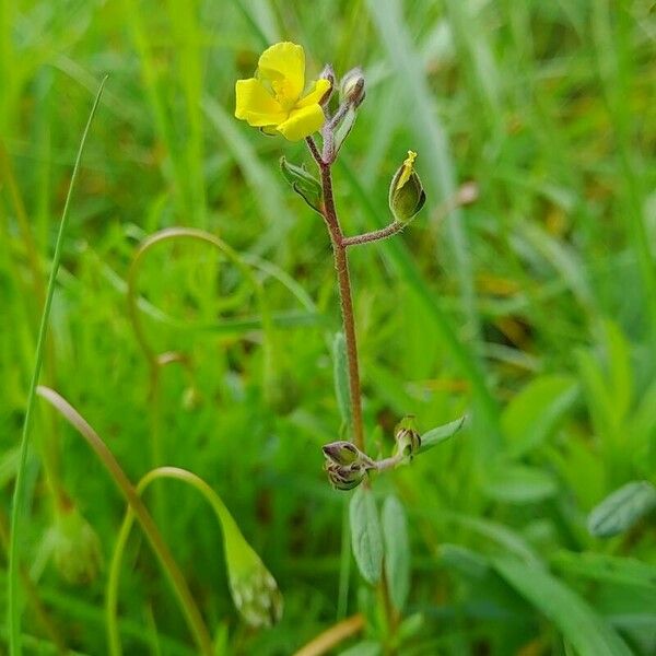 Helianthemum salicifolium عادت