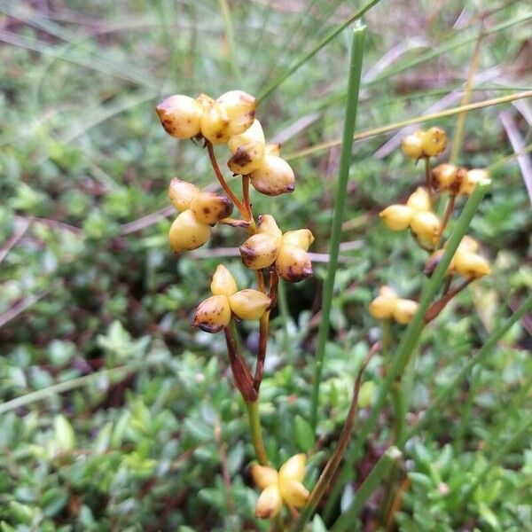 Scheuchzeria palustris Φρούτο