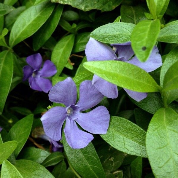 Vinca minor 花