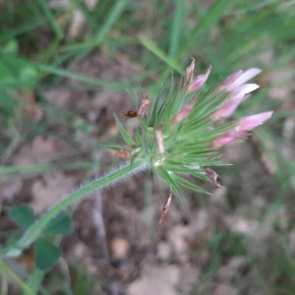 Trifolium striatum Flor