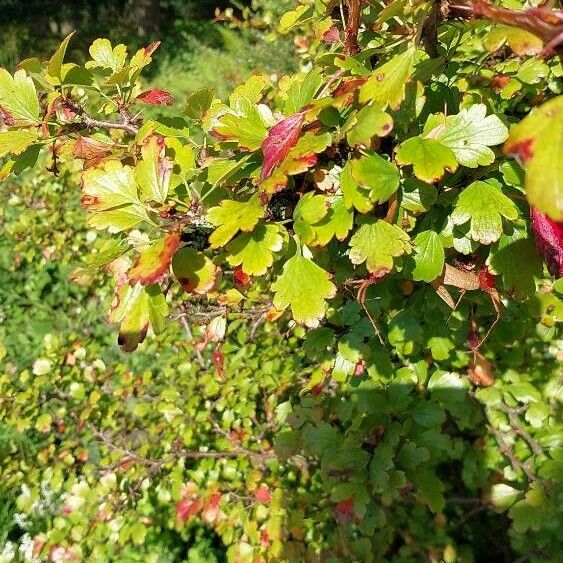 Ribes speciosum Blatt