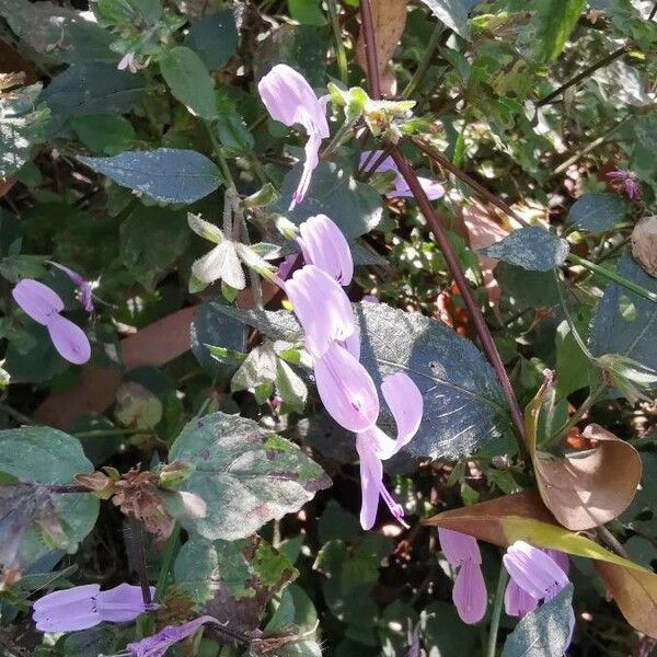 Hypoestes triflora Flor