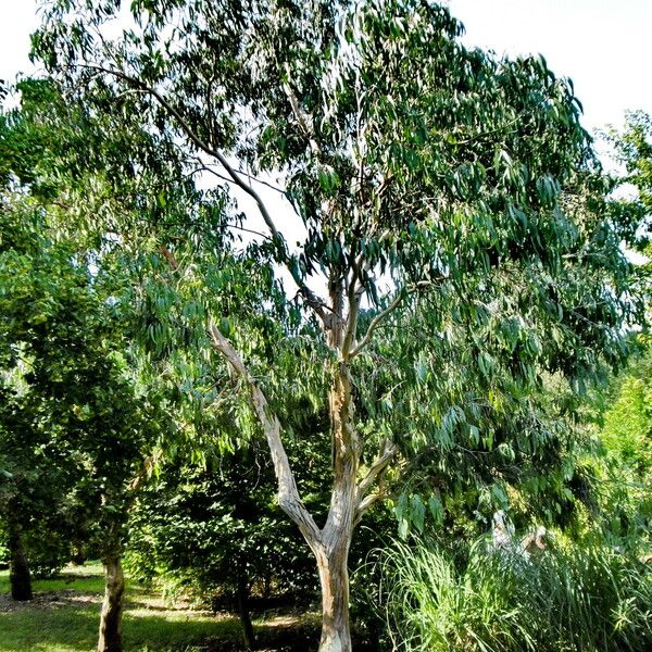 Eucalyptus gunnii Хабит