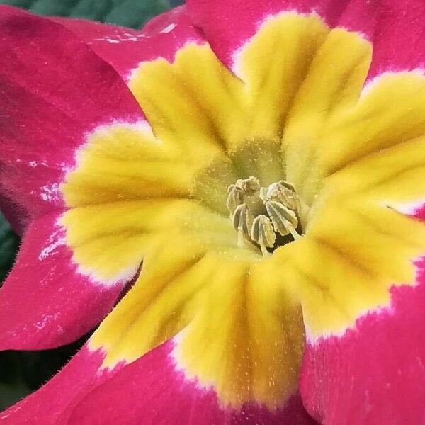 Primula vulgaris Flower