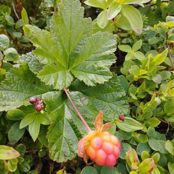 Rubus chamaemorus Frukto