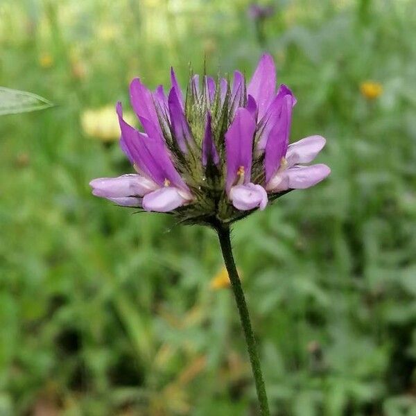 Bituminaria bituminosa Flower