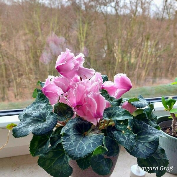 Cyclamen persicum Λουλούδι