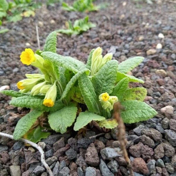 Primula veris Habitatea