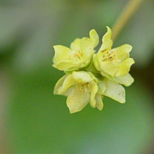 Adoxa moschatellina Blomst