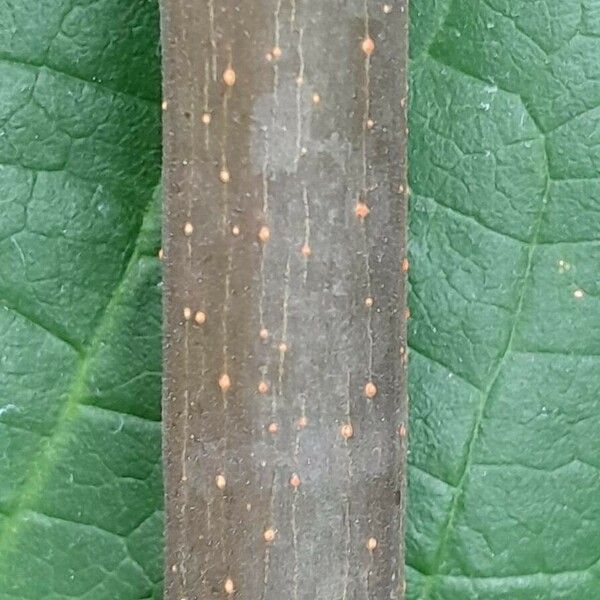 Calycanthus floridus Bark