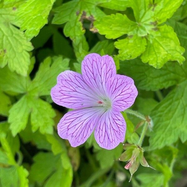 Geranium × oxonianum Flower