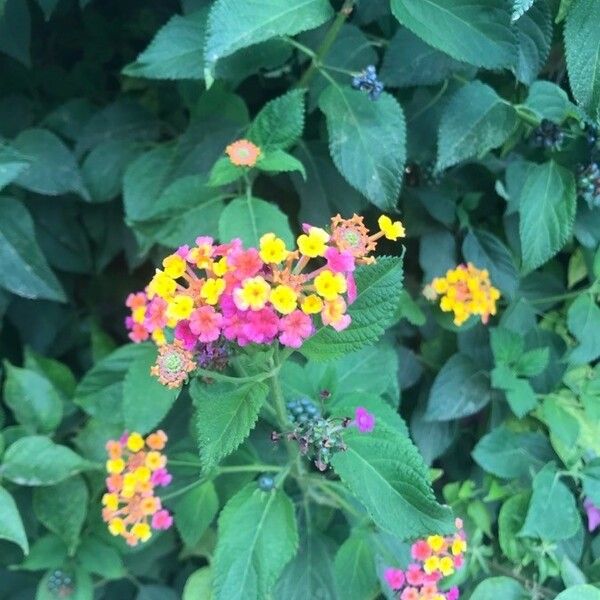 Lantana camara Flor