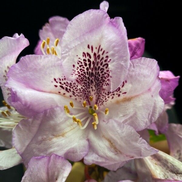 Rhododendron vernicosum 花