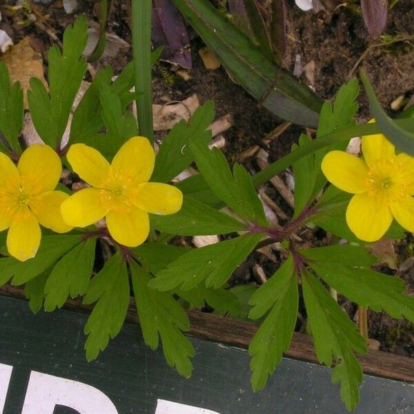 Anemonoides ranunculoides Flor