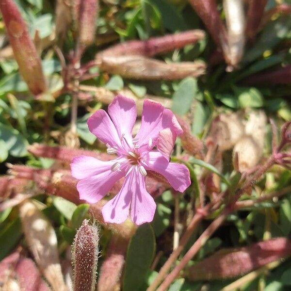 Saponaria sicula Fleur