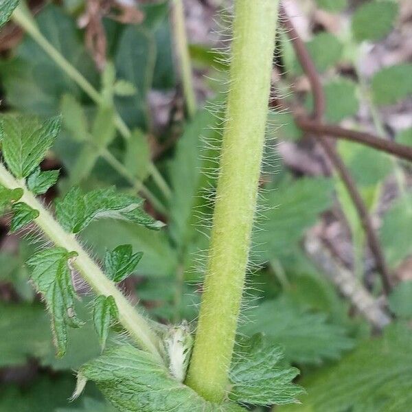 Agrimonia eupatoria 樹皮