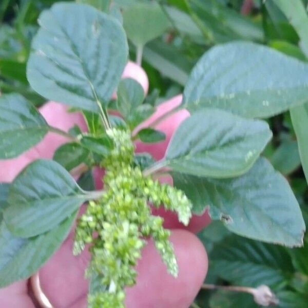 Amaranthus blitum Лист