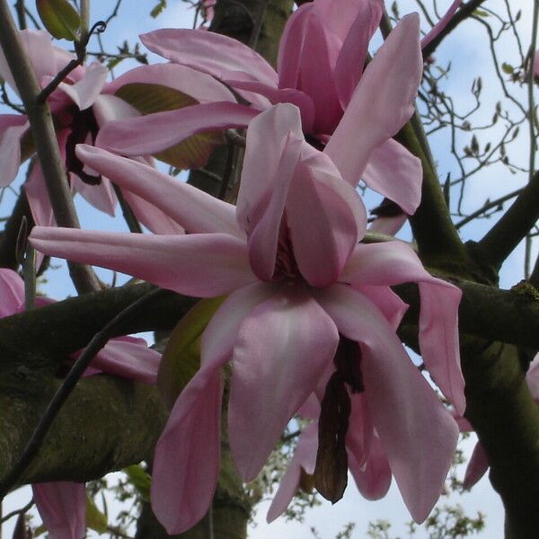 Magnolia campbellii Çiçek