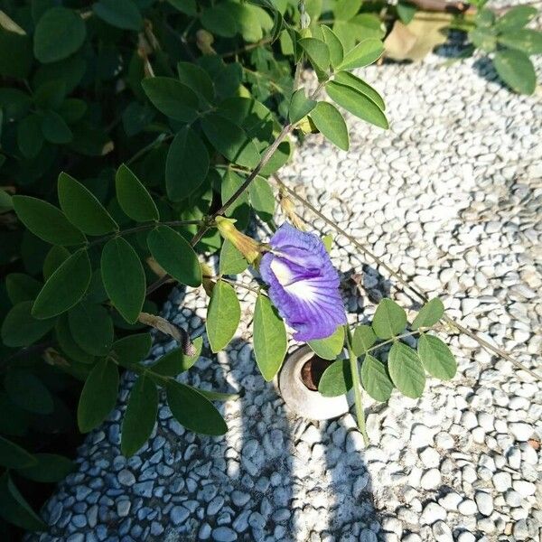 Clitoria ternatea Floare