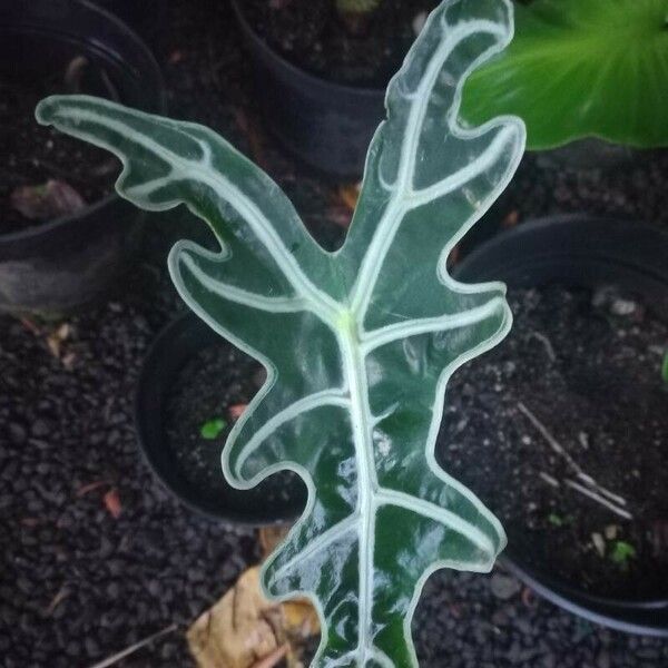 Alocasia sanderiana 叶