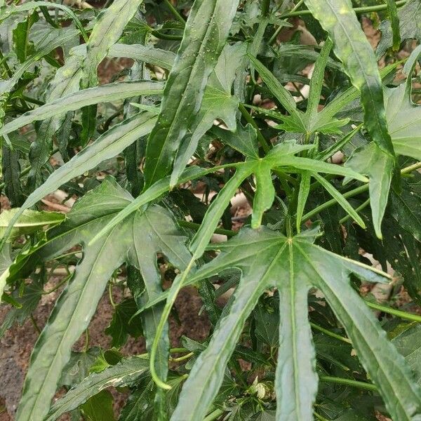 Abelmoschus manihot Leaf