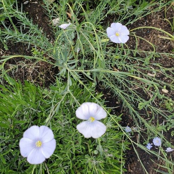 Linum lewisii Flower