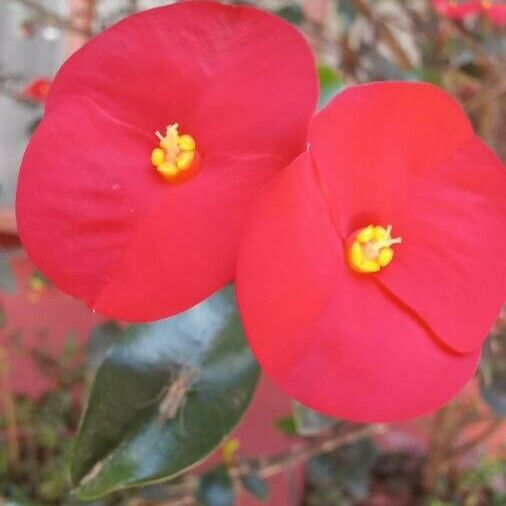 Euphorbia geroldii പുഷ്പം