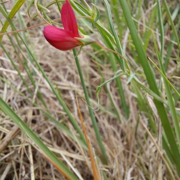 Lathyrus setifolius Çiçek