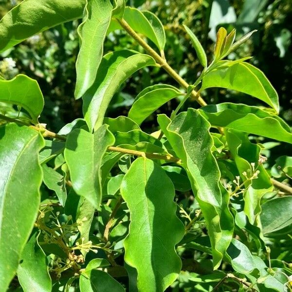 Ligustrum sinense List