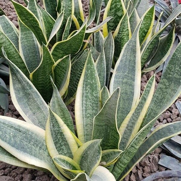 Dracaena trifasciata Habit