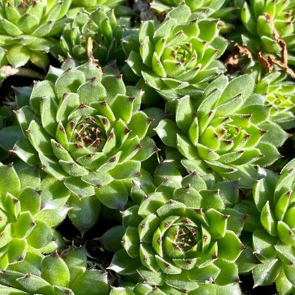 Sempervivum tectorum পাতা