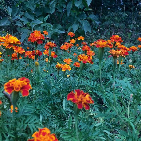 Tagetes patula Hábito