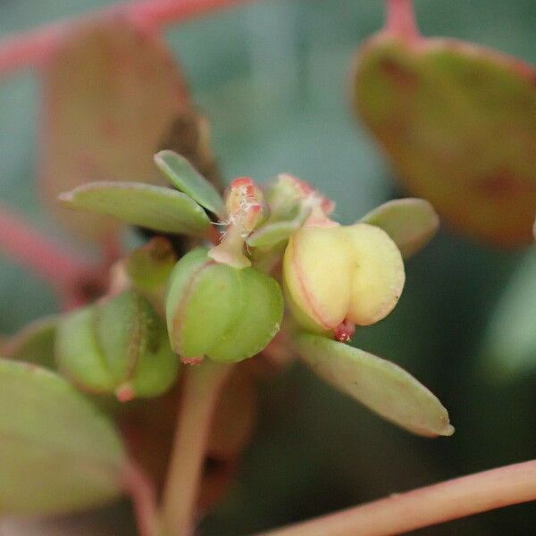 Euphorbia serpens Fruto