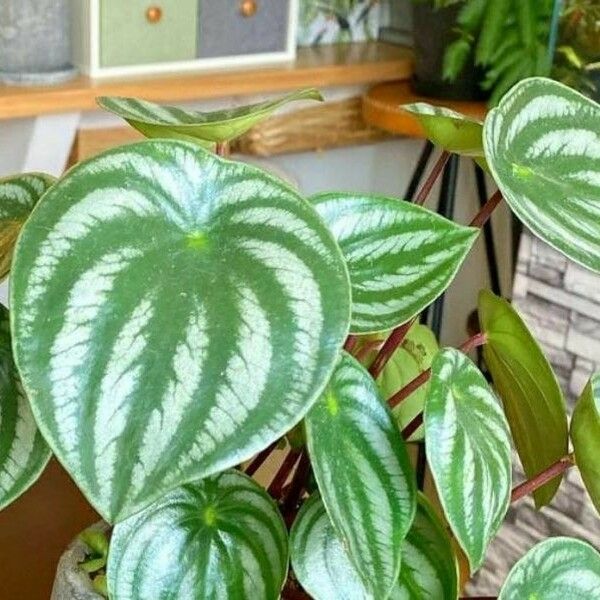 Peperomia argyreia Лист