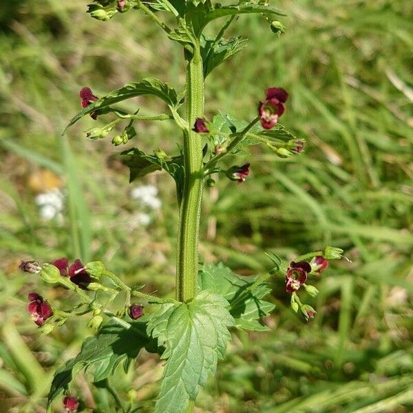 Scrophularia peregrina Flower