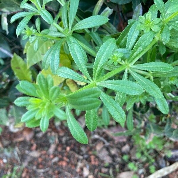 Galium verrucosum Leaf