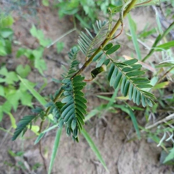 Chamaecrista fasciculata Feuille