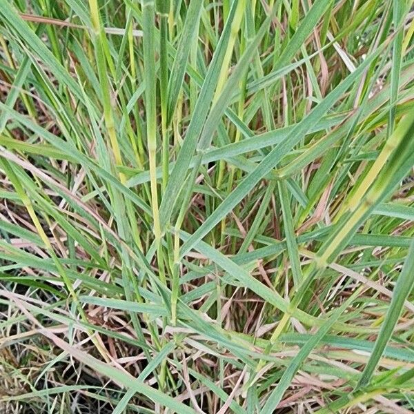 Dichanthium annulatum Leaf