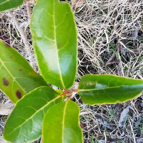 Viburnum odoratissimum Leaf