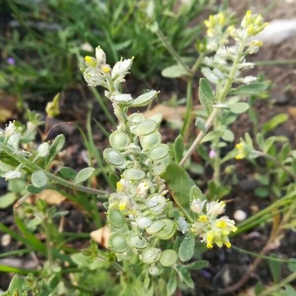 Alyssum simplex Hedelmä