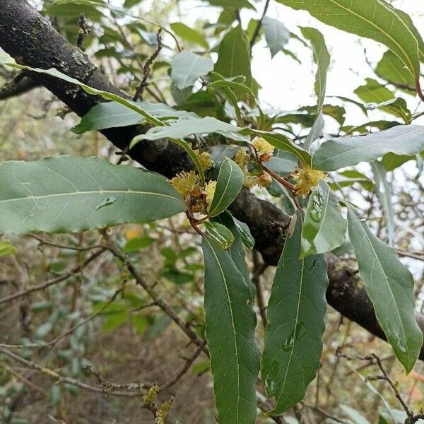 Laurus nobilis Blatt